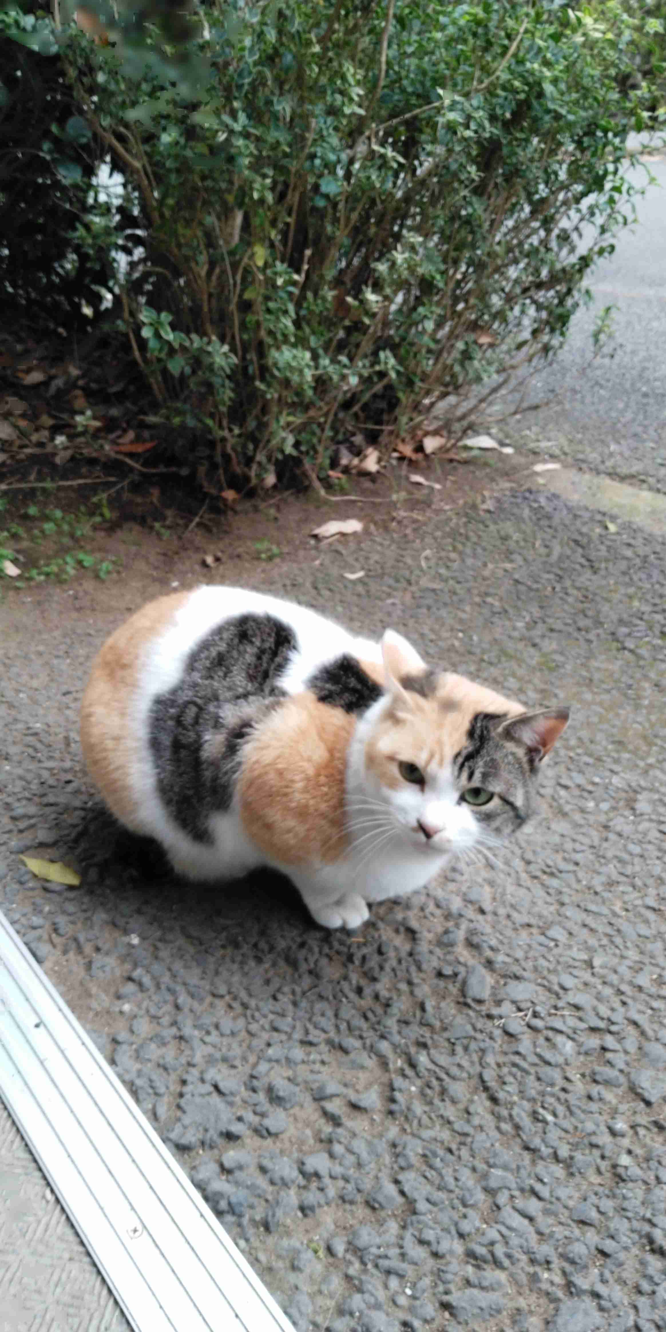 がるちゃん猫カフェ46号店 開店しました♪（初めての方も大歓迎!!）