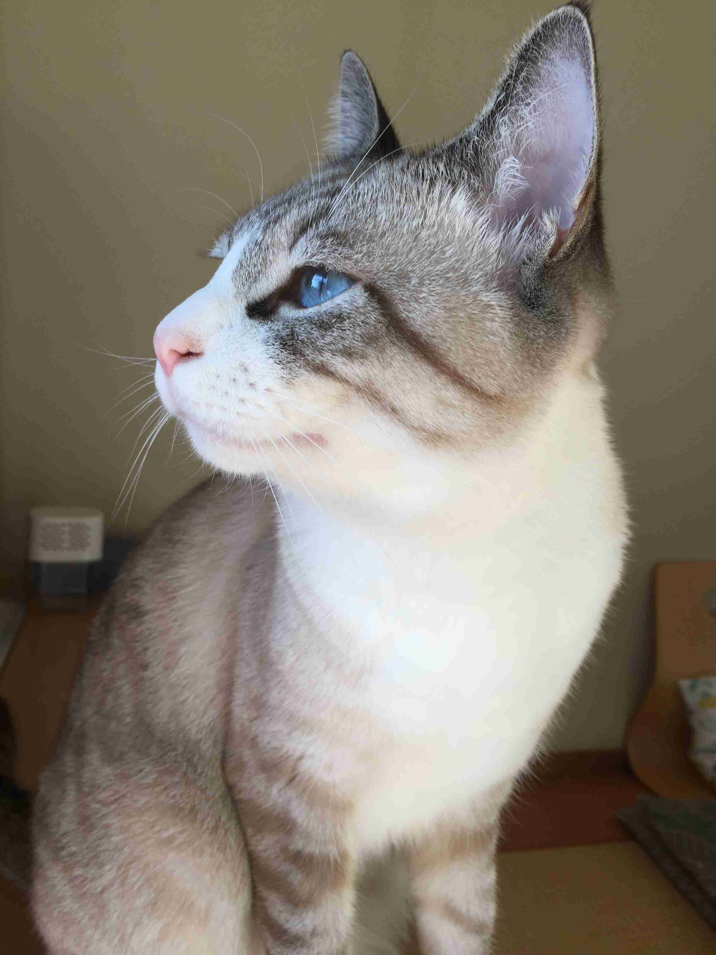 がるちゃん猫カフェ46号店 開店しました♪（初めての方も大歓迎!!）
