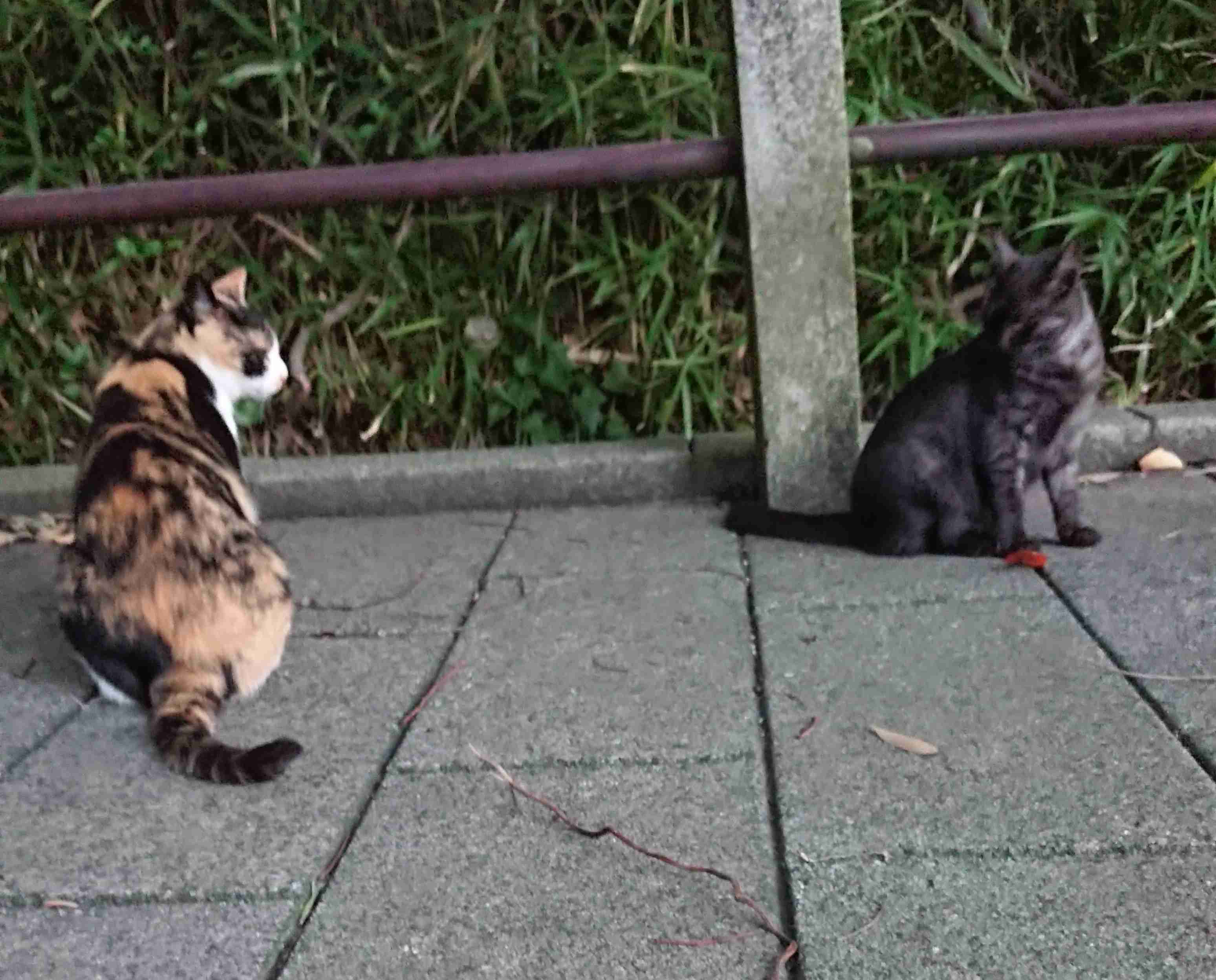 がるちゃん猫カフェ46号店 開店しました♪（初めての方も大歓迎!!）