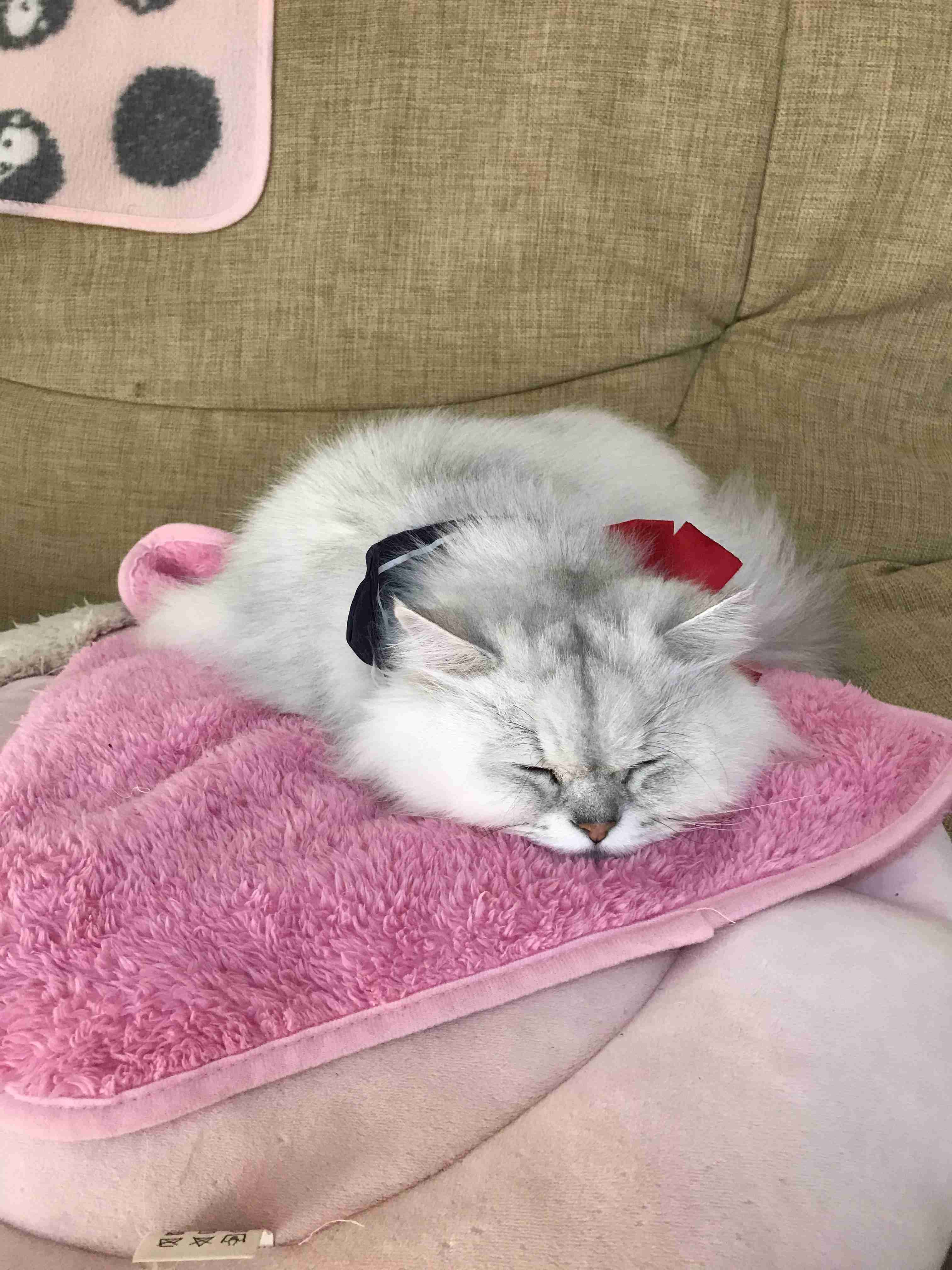 がるちゃん猫カフェ46号店 開店しました♪（初めての方も大歓迎!!）