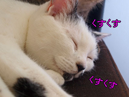 がるちゃん猫カフェ46号店 開店しました♪（初めての方も大歓迎!!）
