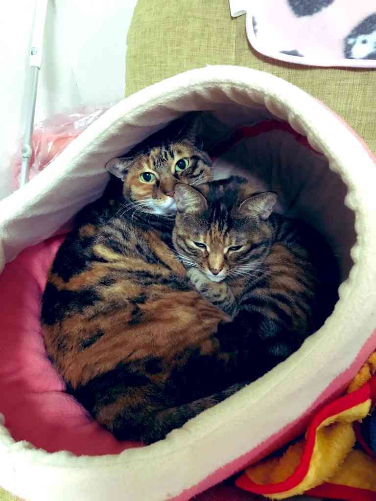 がるちゃん猫カフェ46号店 開店しました♪（初めての方も大歓迎!!）
