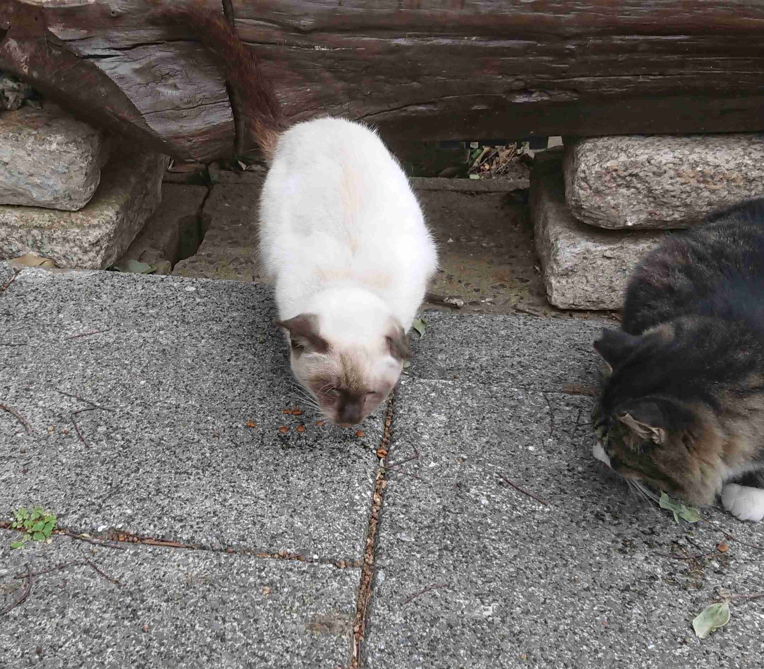 がるちゃん猫カフェ46号店 開店しました♪（初めての方も大歓迎!!）