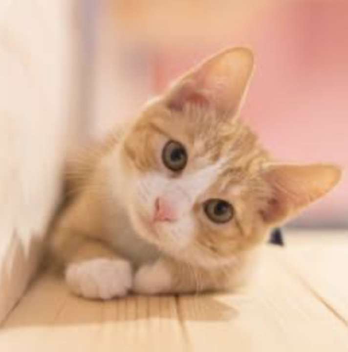 がるちゃん猫カフェ46号店 開店しました♪（初めての方も大歓迎!!）