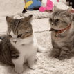 がるちゃん猫カフェ46号店 開店しました♪（初めての方も大歓迎!!）