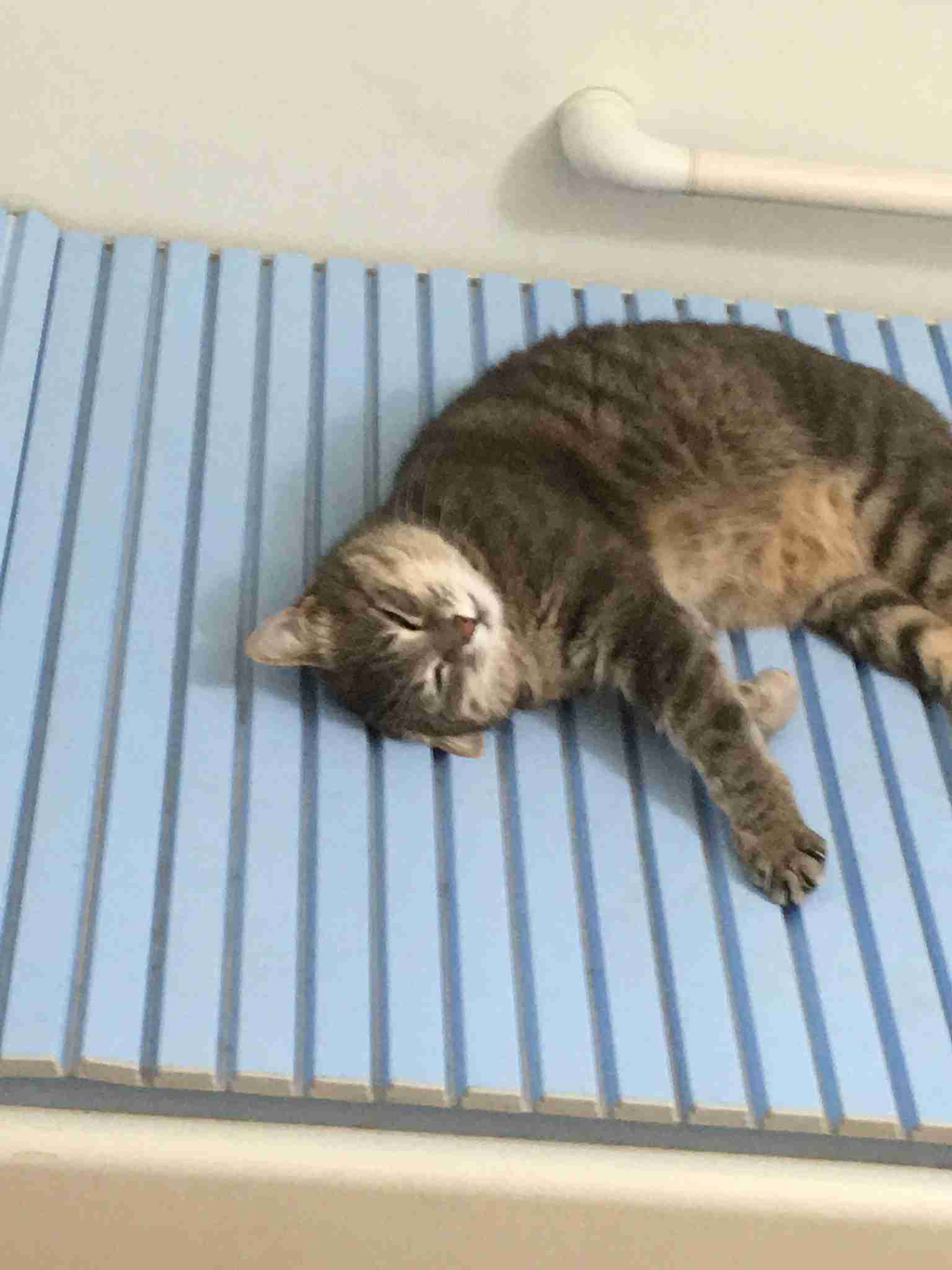 がるちゃん猫カフェ46号店 開店しました♪（初めての方も大歓迎!!）