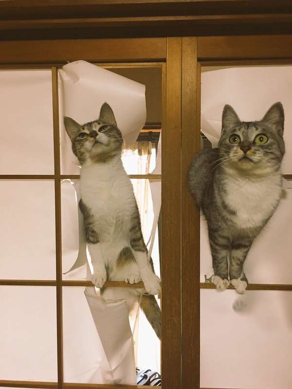 がるちゃん猫カフェ46号店 開店しました♪（初めての方も大歓迎!!）