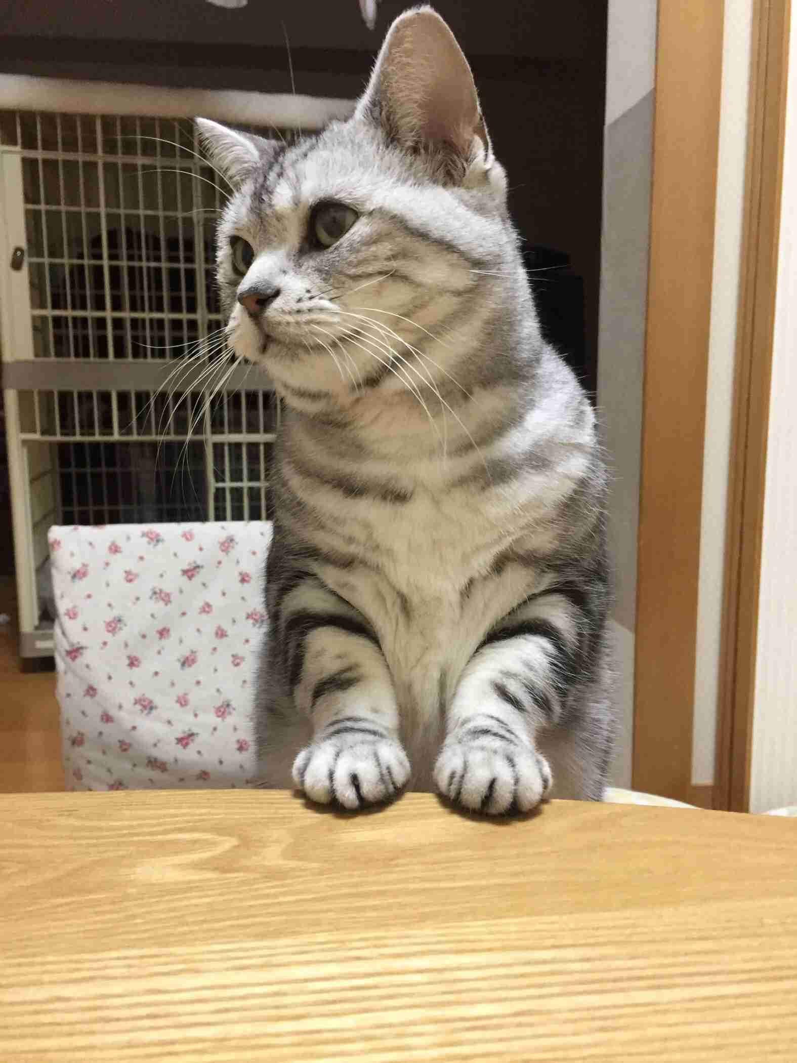 がるちゃん猫カフェ46号店 開店しました♪（初めての方も大歓迎!!）
