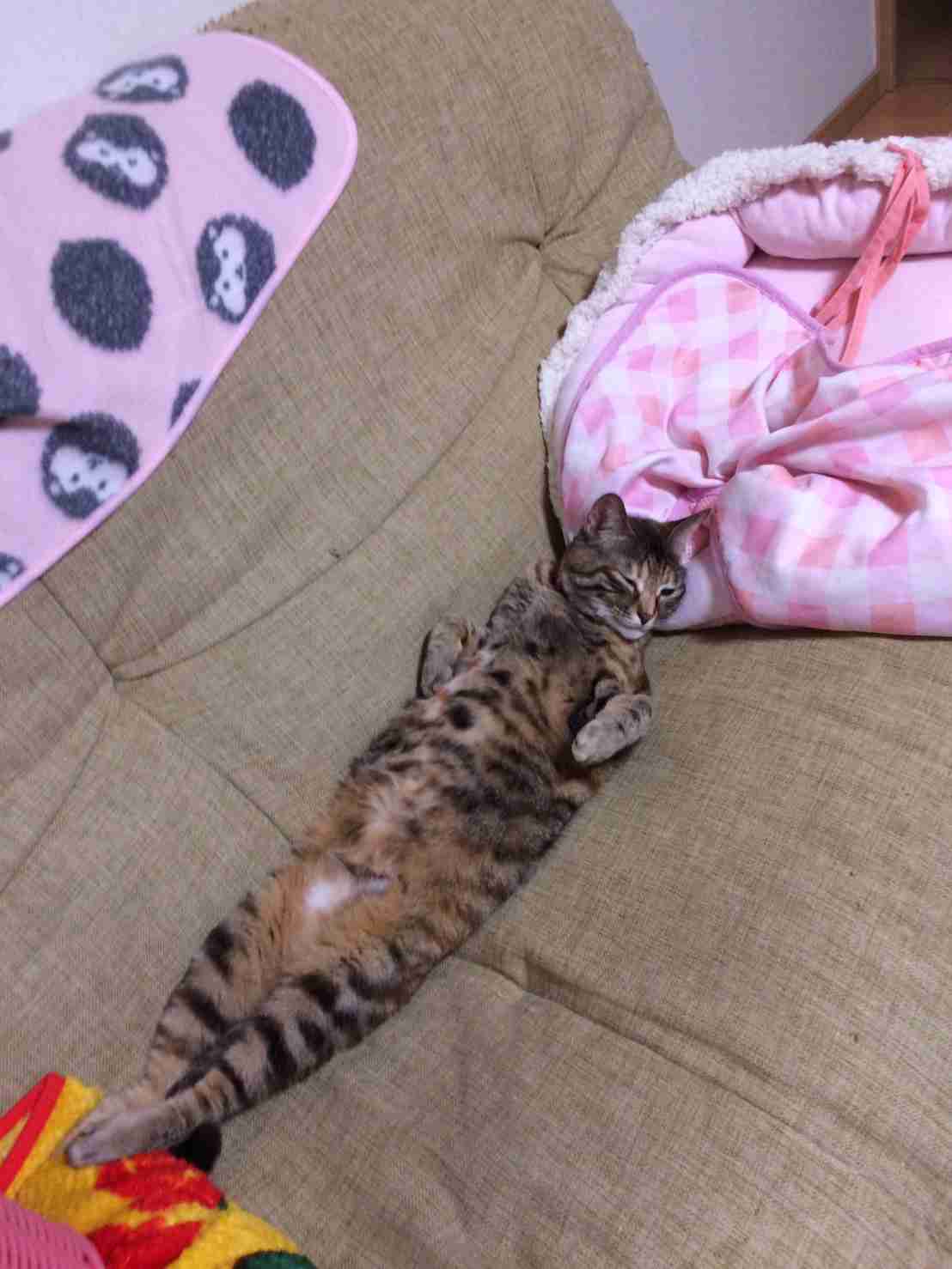 がるちゃん猫カフェ46号店 開店しました♪（初めての方も大歓迎!!）
