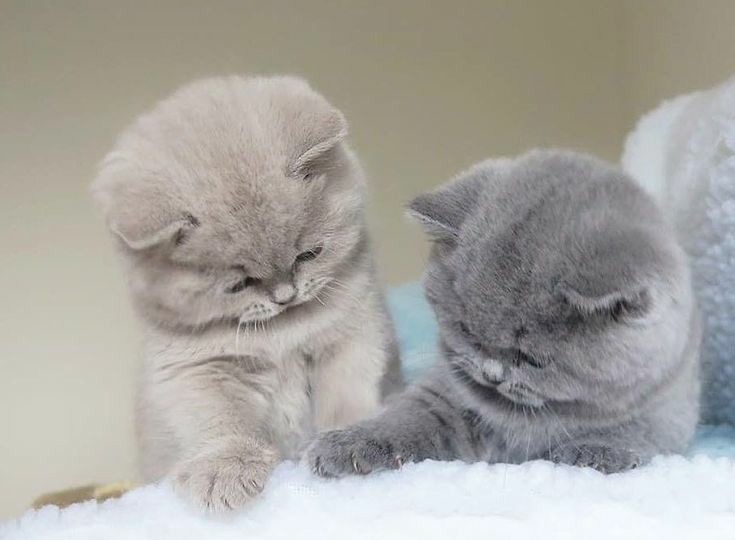 がるちゃん猫カフェ46号店 開店しました♪（初めての方も大歓迎!!）