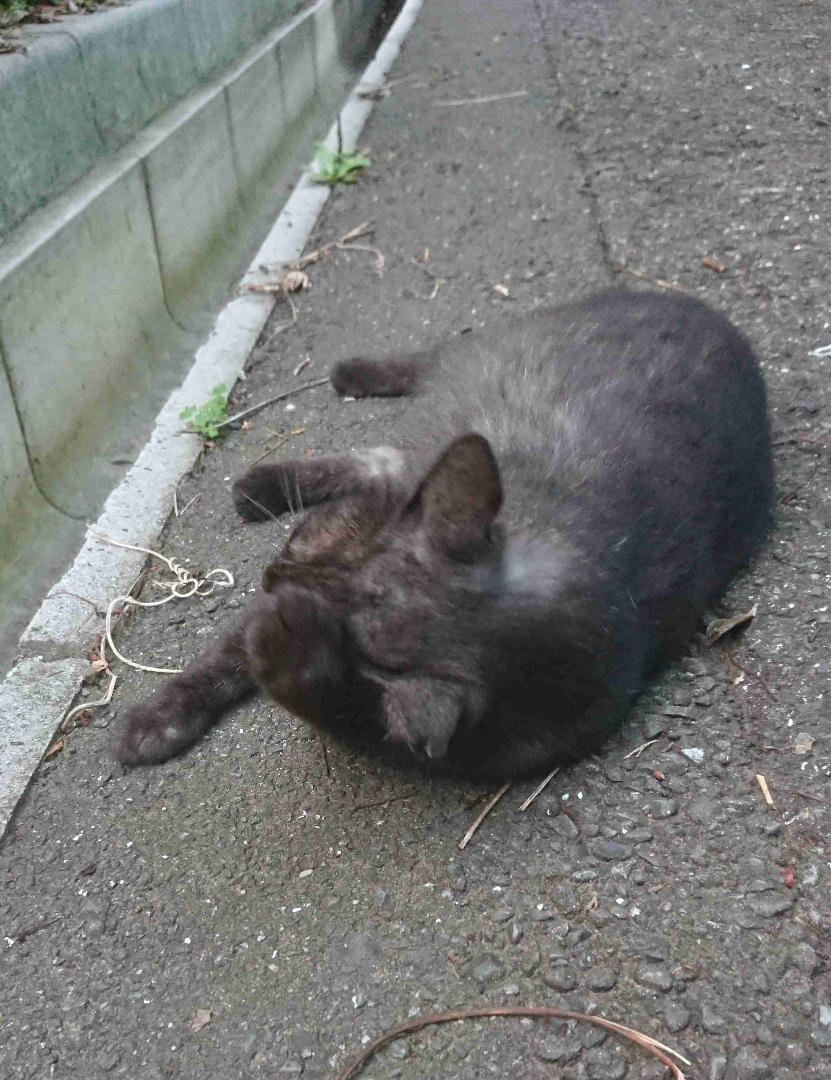 がるちゃん猫カフェ46号店 開店しました♪（初めての方も大歓迎!!）