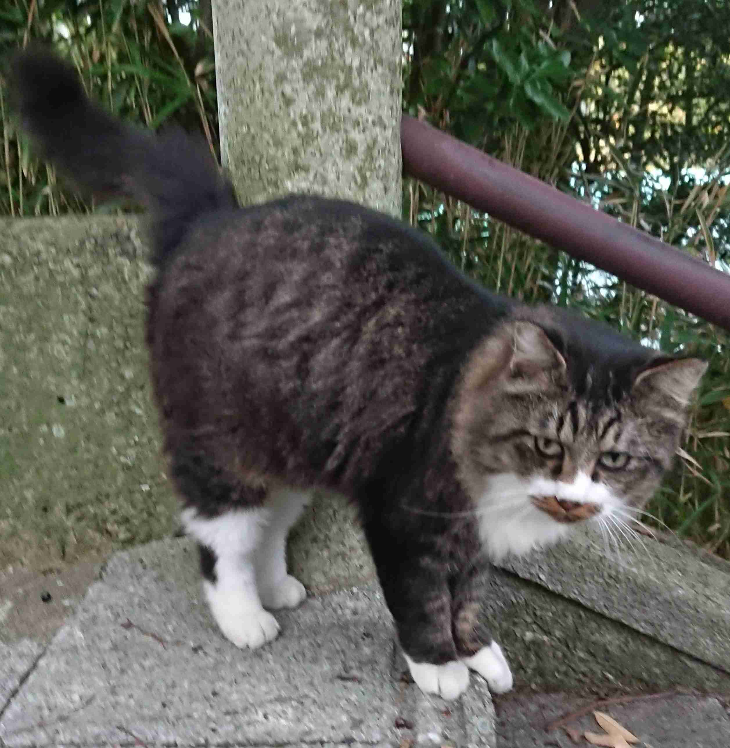 がるちゃん猫カフェ46号店 開店しました♪（初めての方も大歓迎!!）