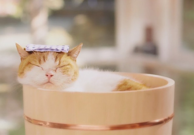 がるちゃん猫カフェ46号店 開店しました♪（初めての方も大歓迎!!）
