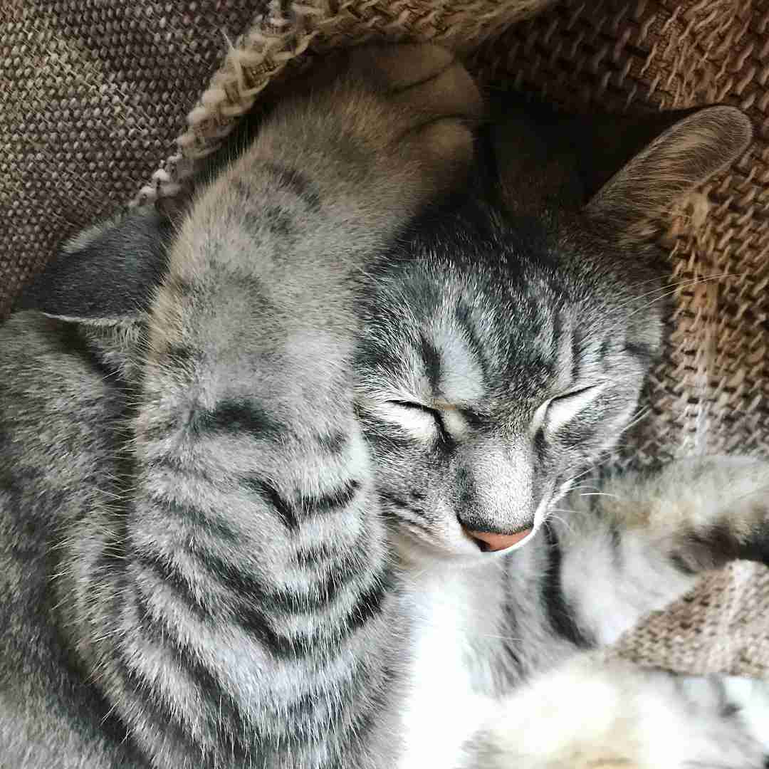 がるちゃん猫カフェ46号店 開店しました♪（初めての方も大歓迎!!）