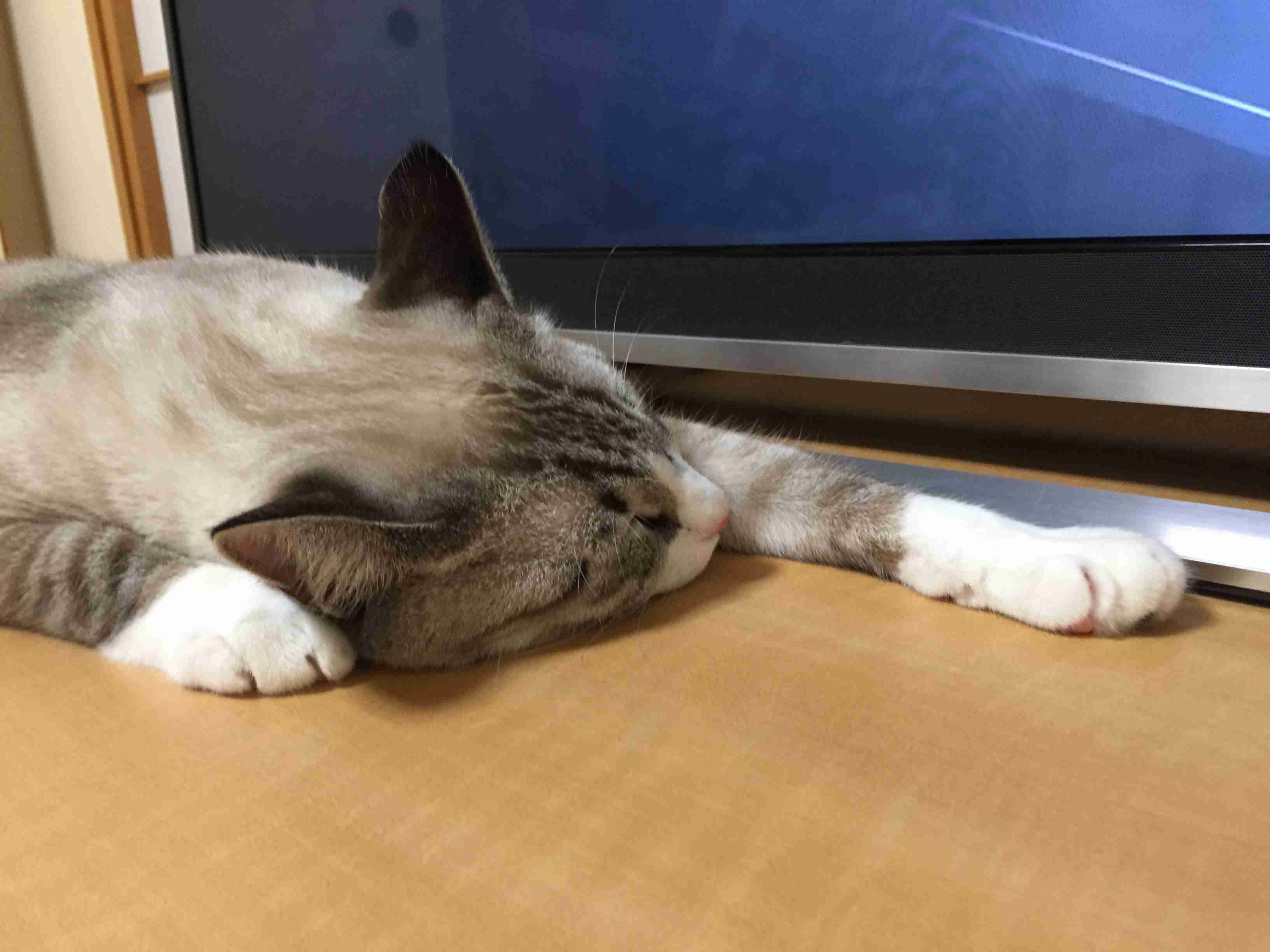 がるちゃん猫カフェ46号店 開店しました♪（初めての方も大歓迎!!）