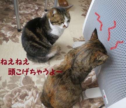 がるちゃん猫カフェ46号店 開店しました♪（初めての方も大歓迎!!）