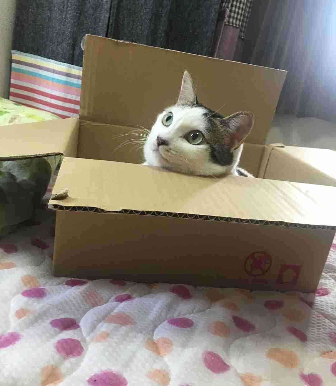 がるちゃん猫カフェ46号店 開店しました♪（初めての方も大歓迎!!）