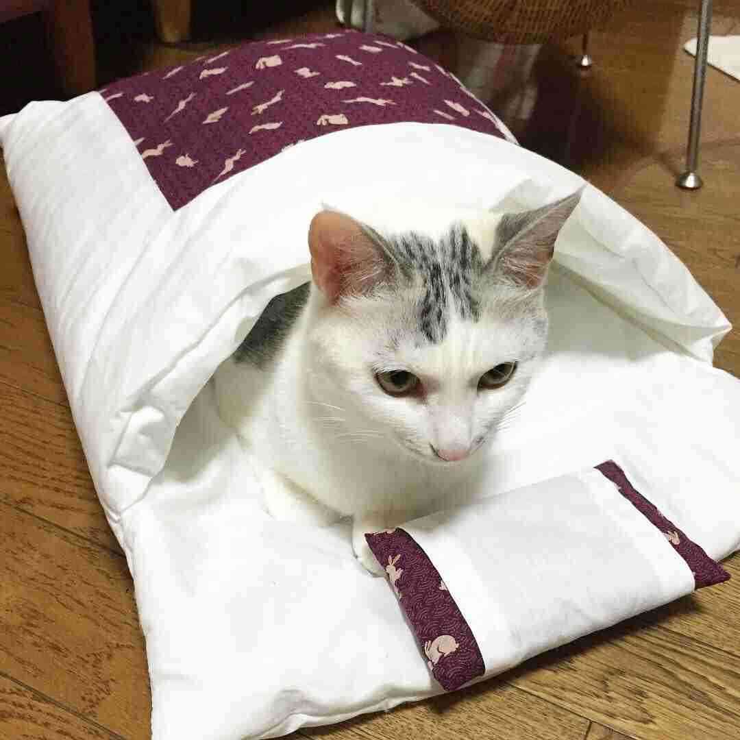 がるちゃん猫カフェ46号店 開店しました♪（初めての方も大歓迎!!）