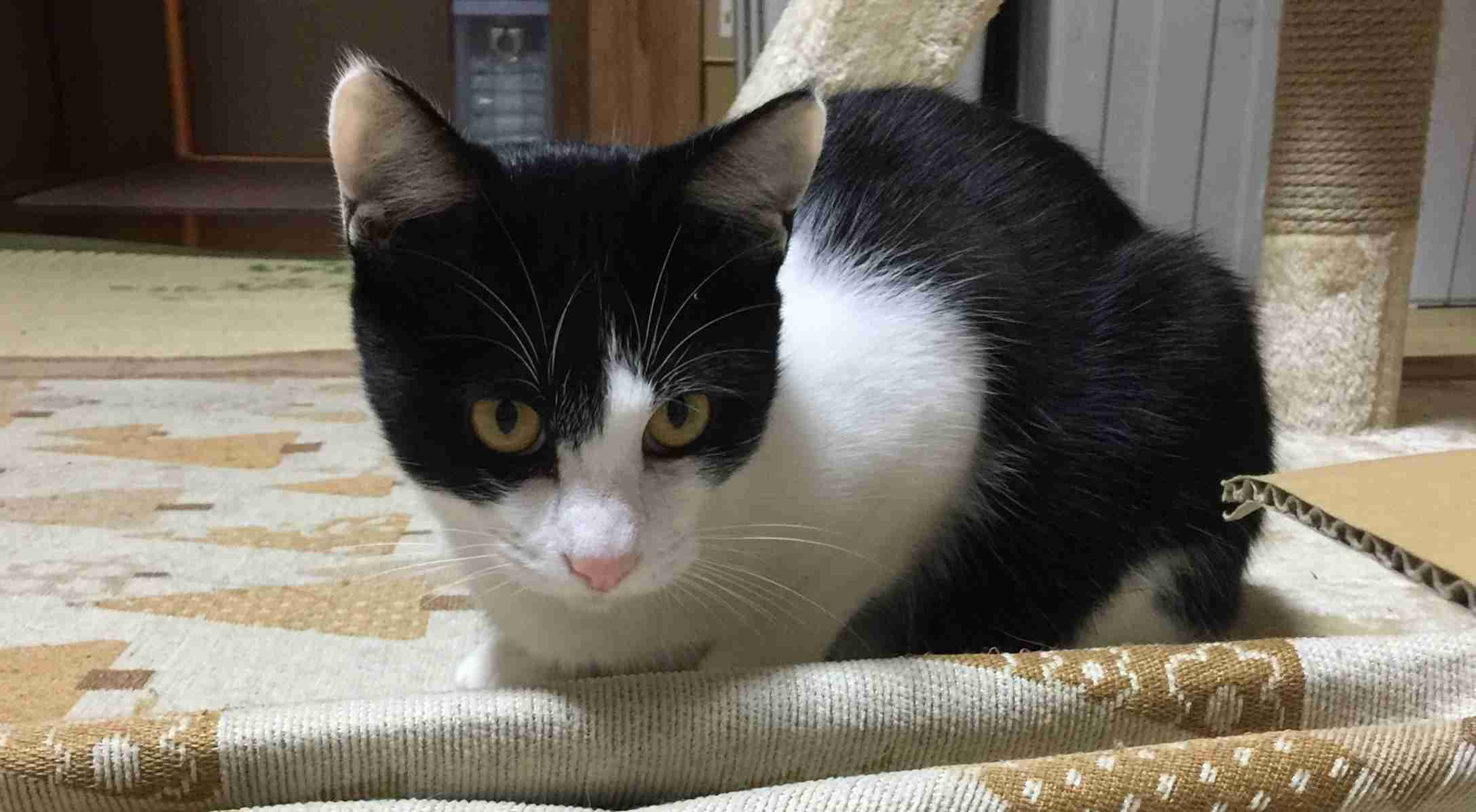 がるちゃん猫カフェ46号店 開店しました♪（初めての方も大歓迎!!）