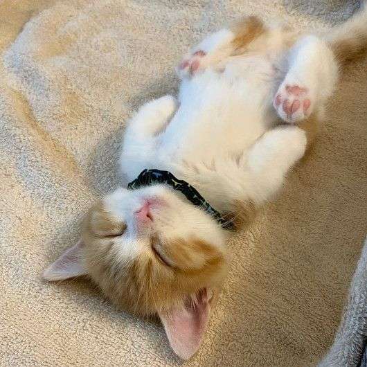 がるちゃん猫カフェ46号店 開店しました♪（初めての方も大歓迎!!）