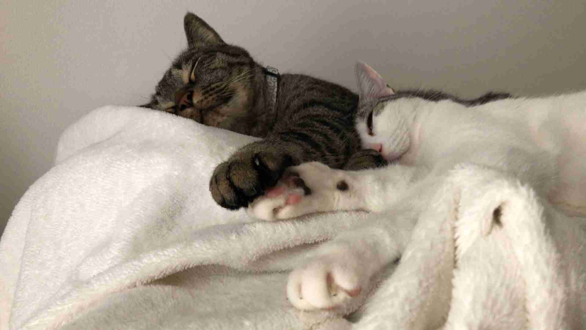 がるちゃん猫カフェ46号店 開店しました♪（初めての方も大歓迎!!）