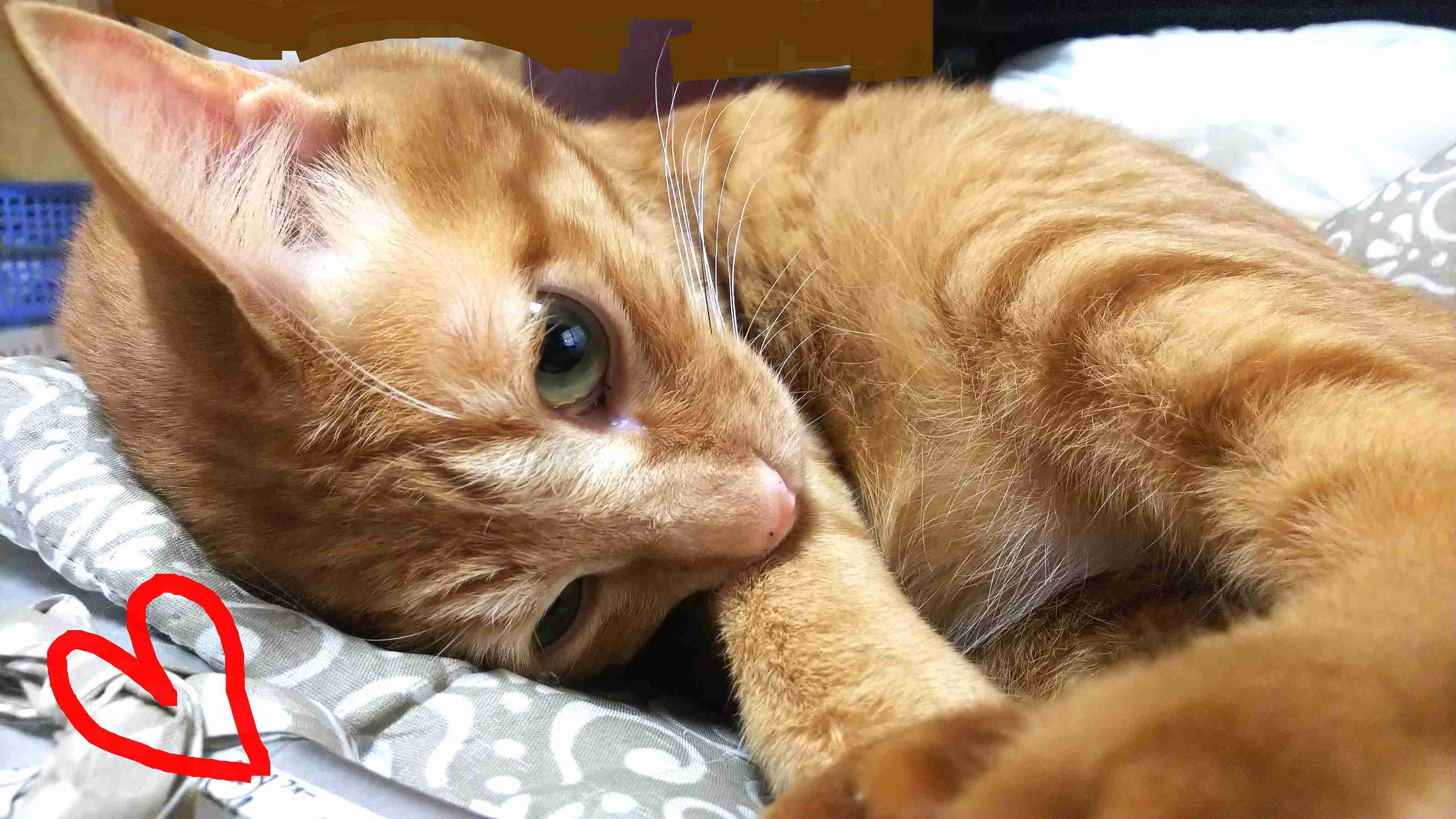 がるちゃん猫カフェ46号店 開店しました♪（初めての方も大歓迎!!）