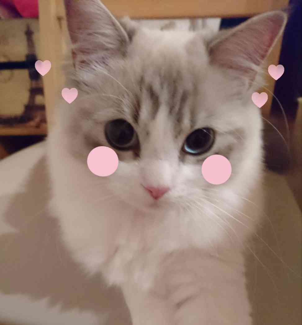がるちゃん猫カフェ46号店 開店しました♪（初めての方も大歓迎!!）