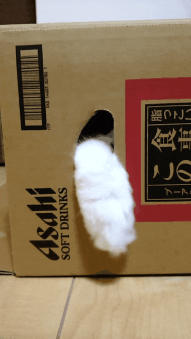 がるちゃん猫カフェ46号店 開店しました♪（初めての方も大歓迎!!）
