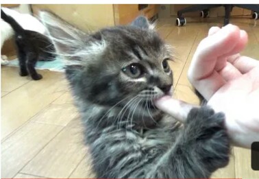 がるちゃん猫カフェ46号店 開店しました♪（初めての方も大歓迎!!）