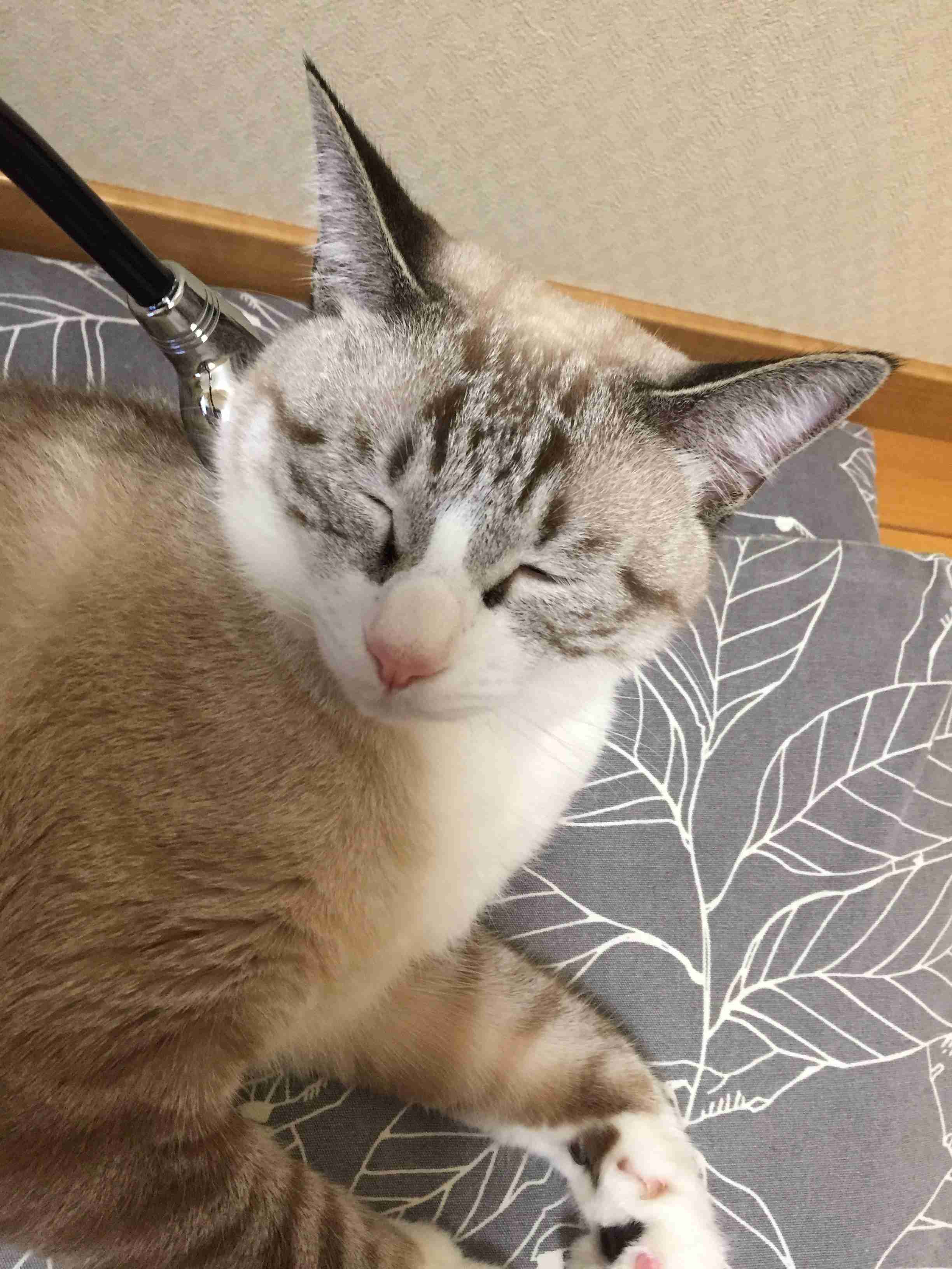がるちゃん猫カフェ46号店 開店しました♪（初めての方も大歓迎!!）