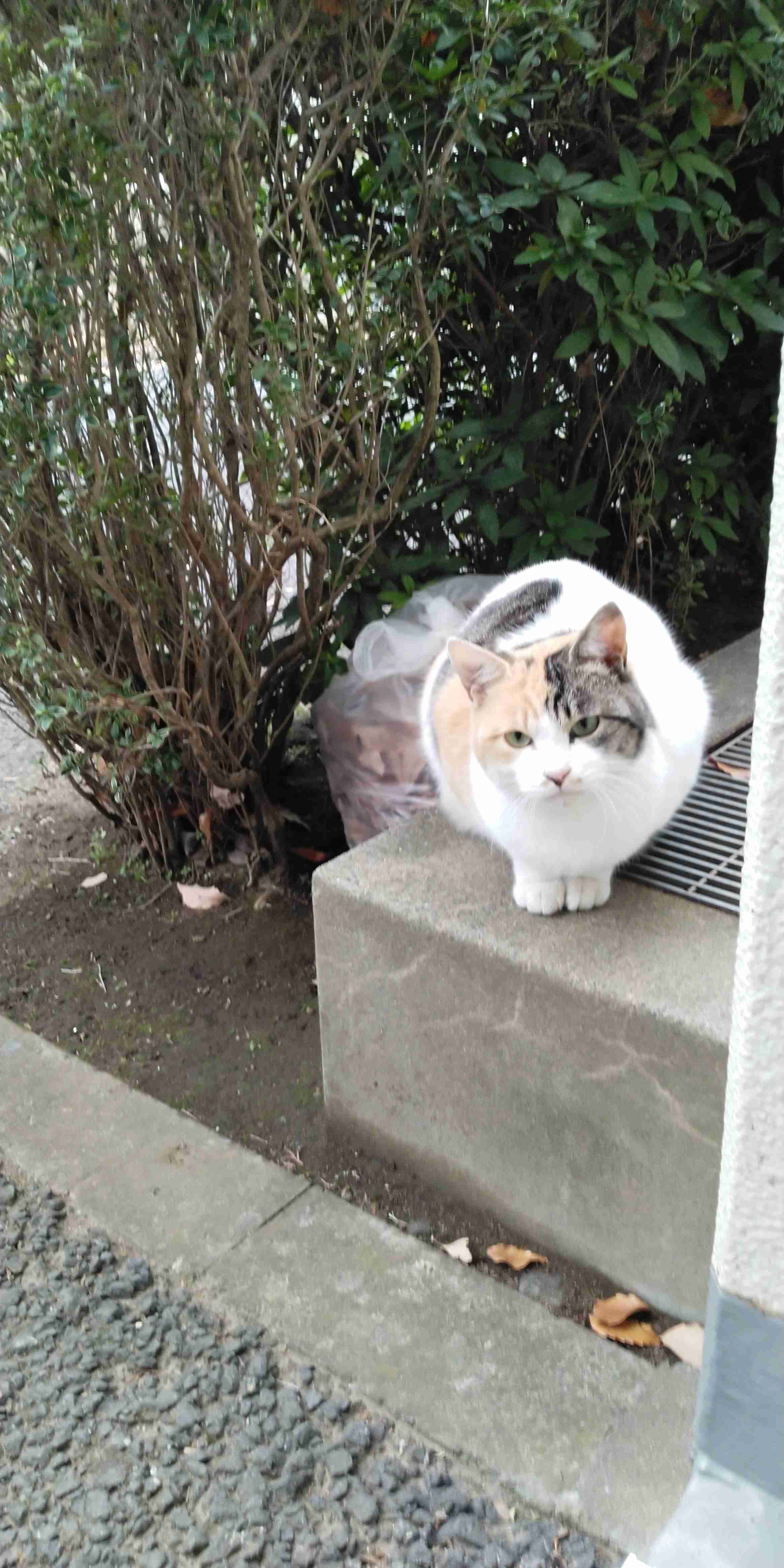 がるちゃん猫カフェ46号店 開店しました♪（初めての方も大歓迎!!）