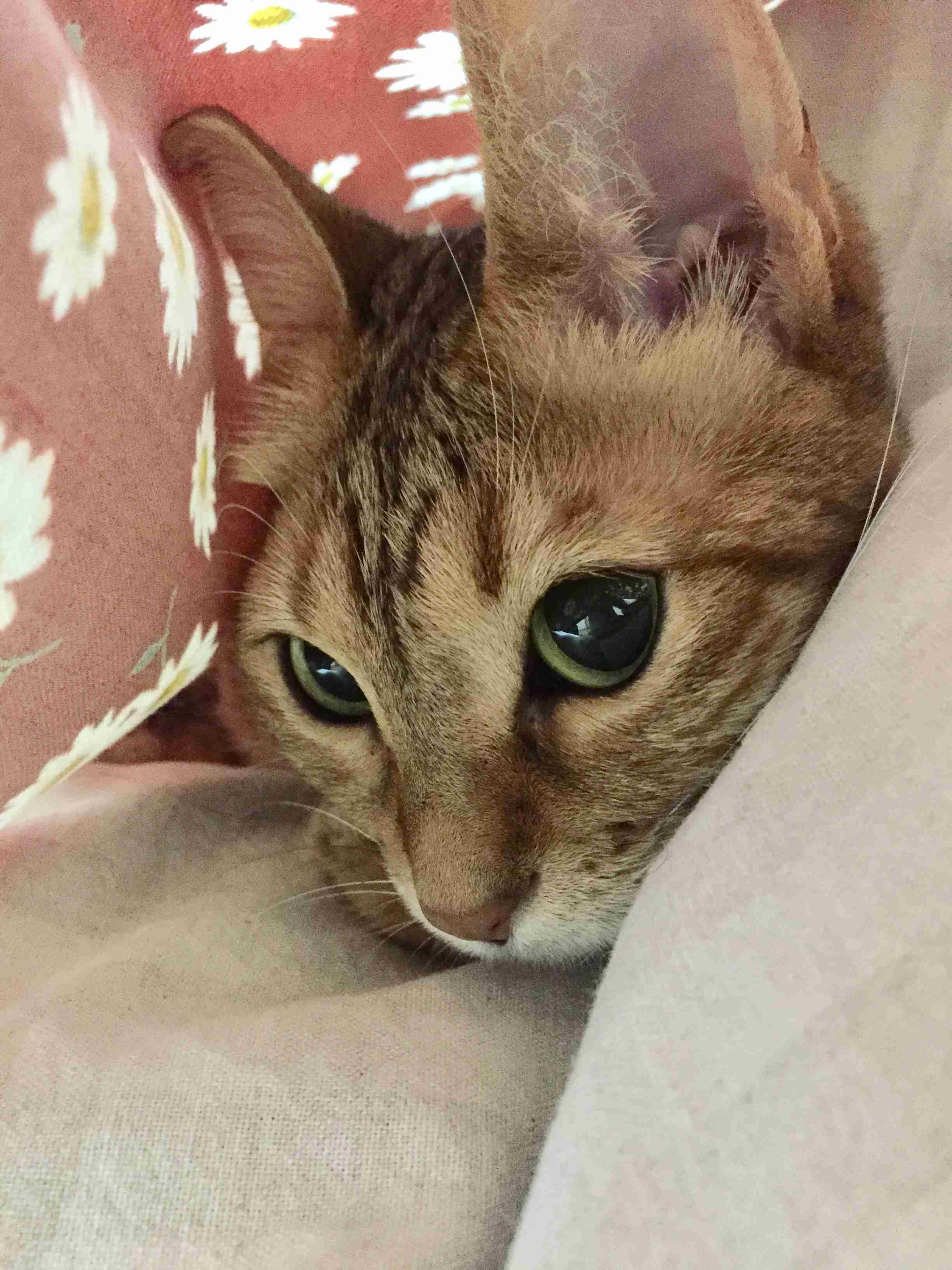 がるちゃん猫カフェ46号店 開店しました♪（初めての方も大歓迎!!）