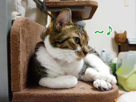 がるちゃん猫カフェ46号店 開店しました♪（初めての方も大歓迎!!）