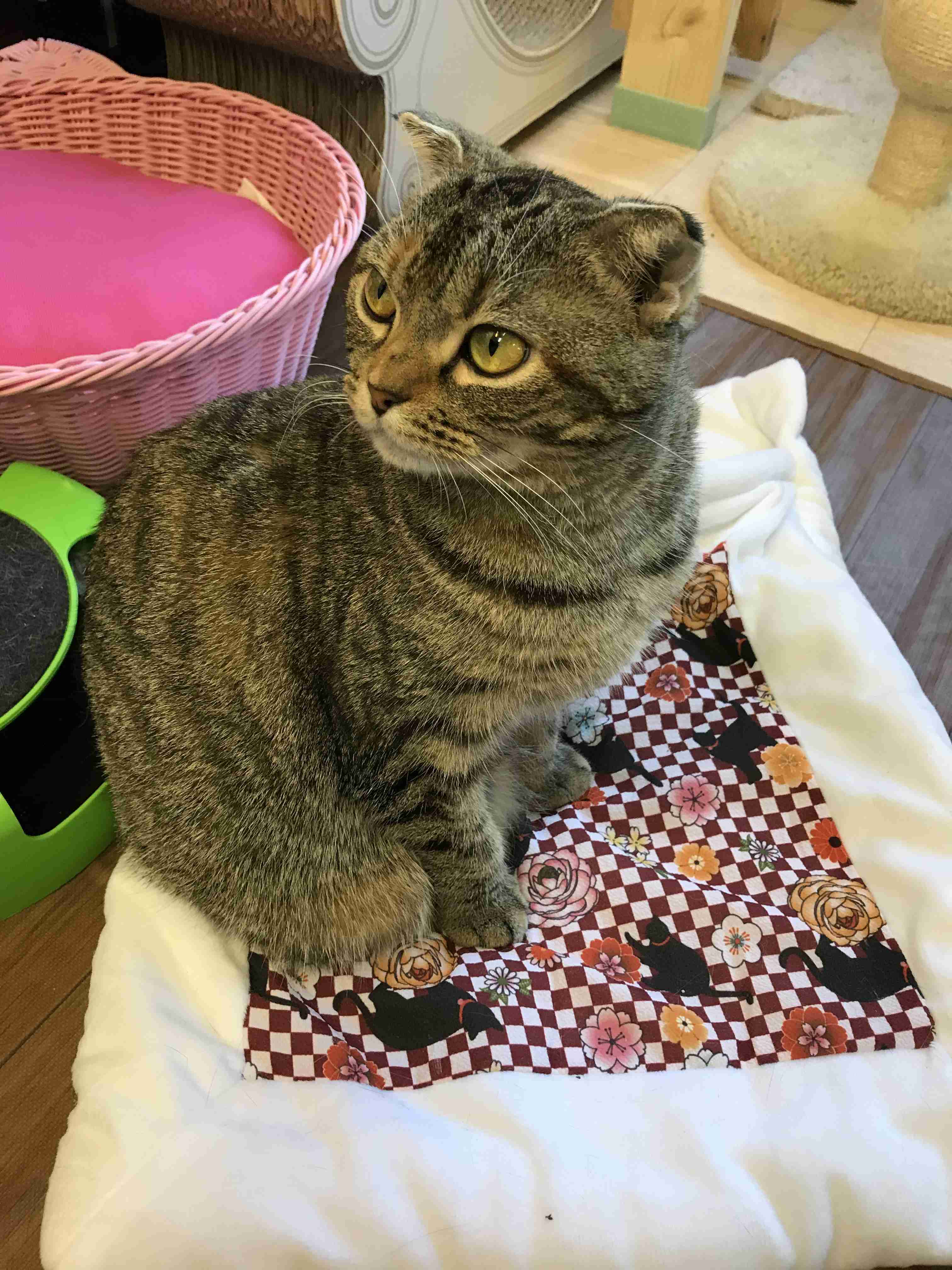 がるちゃん猫カフェ46号店 開店しました♪（初めての方も大歓迎!!）