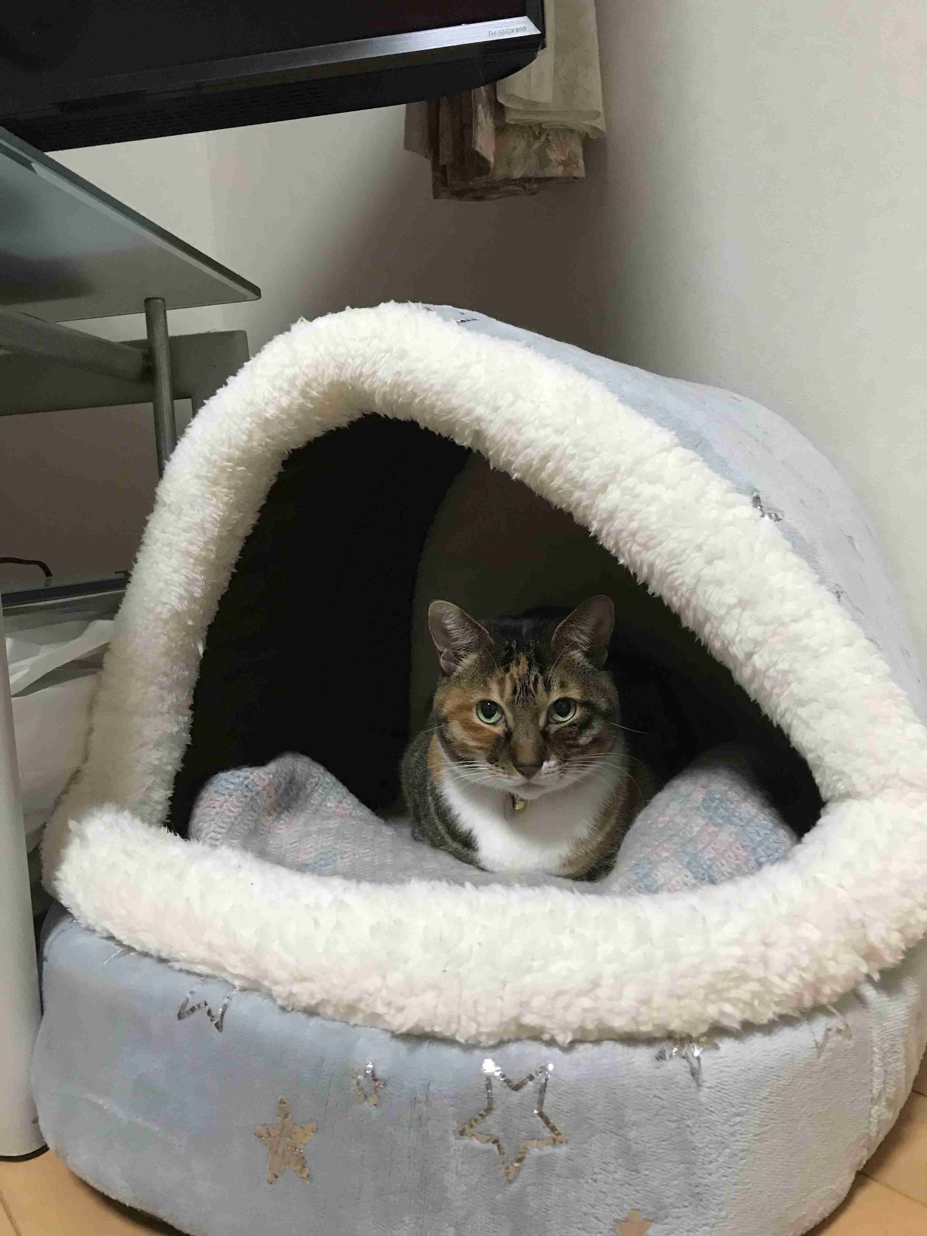 がるちゃん猫カフェ46号店 開店しました♪（初めての方も大歓迎!!）