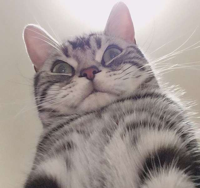 がるちゃん猫カフェ46号店 開店しました♪（初めての方も大歓迎!!）