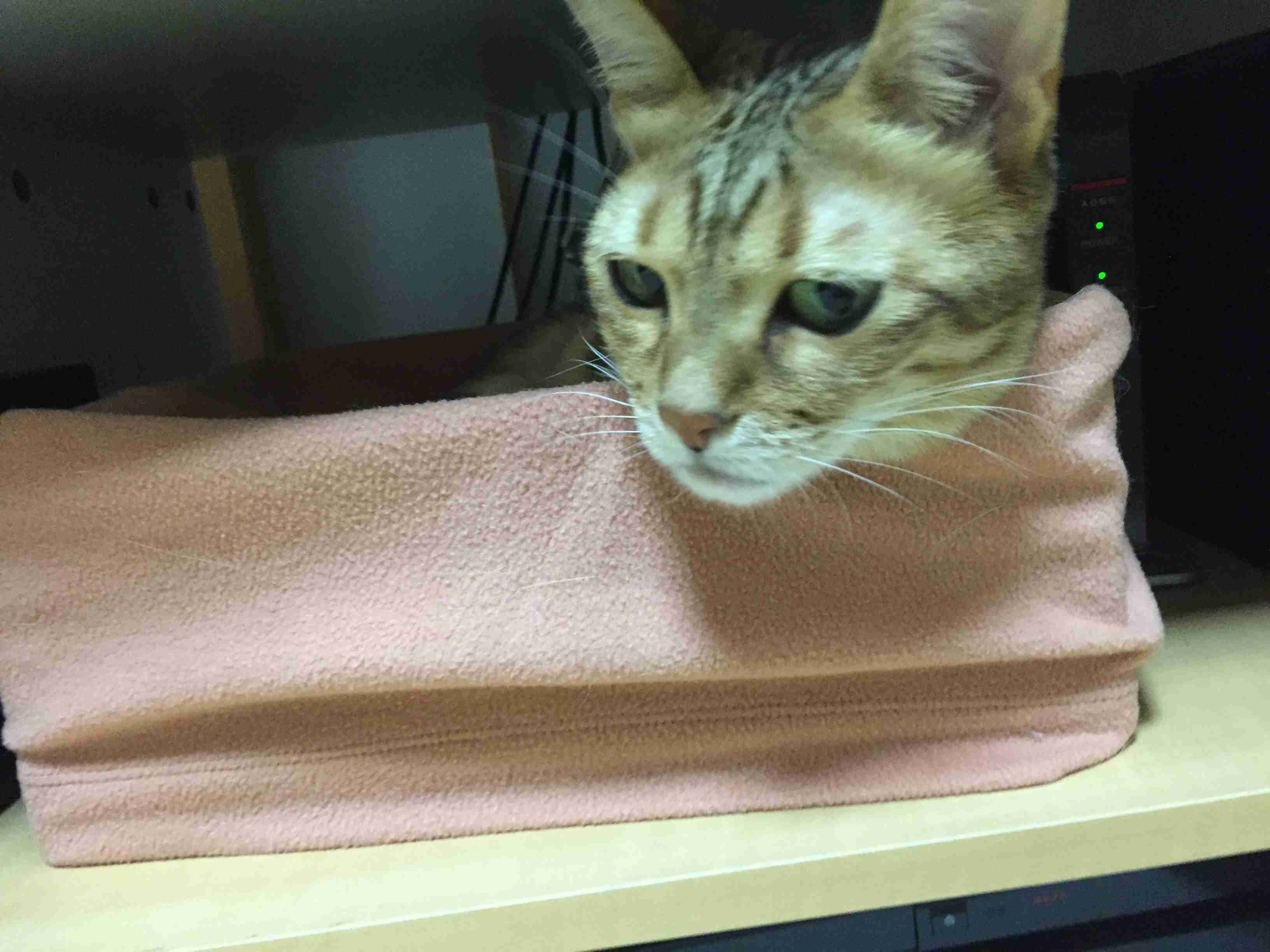 がるちゃん猫カフェ46号店 開店しました♪（初めての方も大歓迎!!）