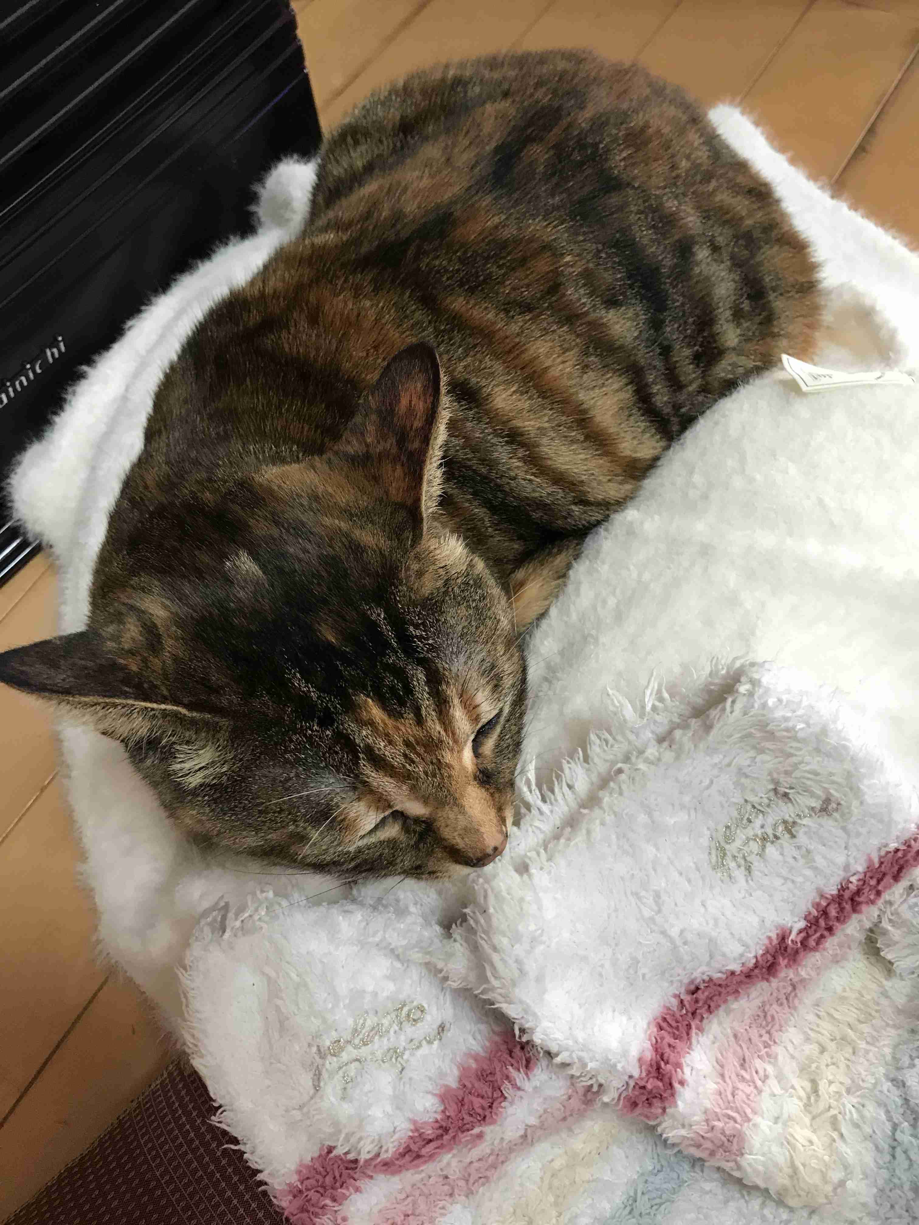 がるちゃん猫カフェ46号店 開店しました♪（初めての方も大歓迎!!）