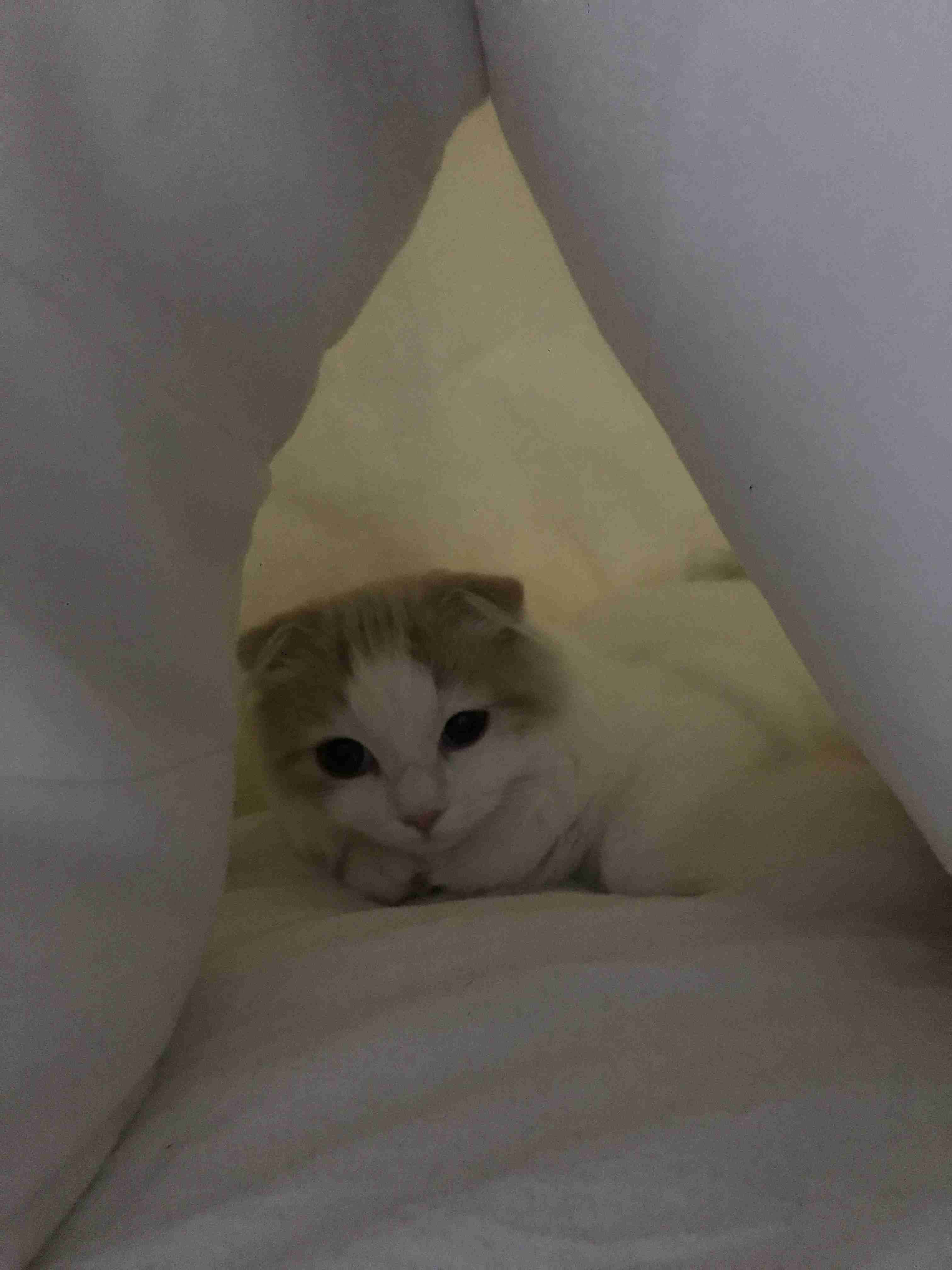 がるちゃん猫カフェ46号店 開店しました♪（初めての方も大歓迎!!）