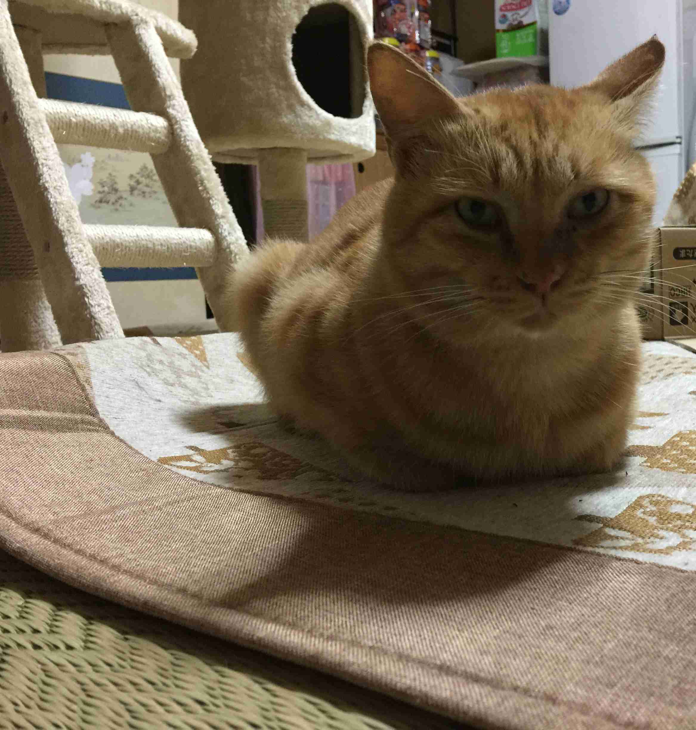 がるちゃん猫カフェ46号店 開店しました♪（初めての方も大歓迎!!）