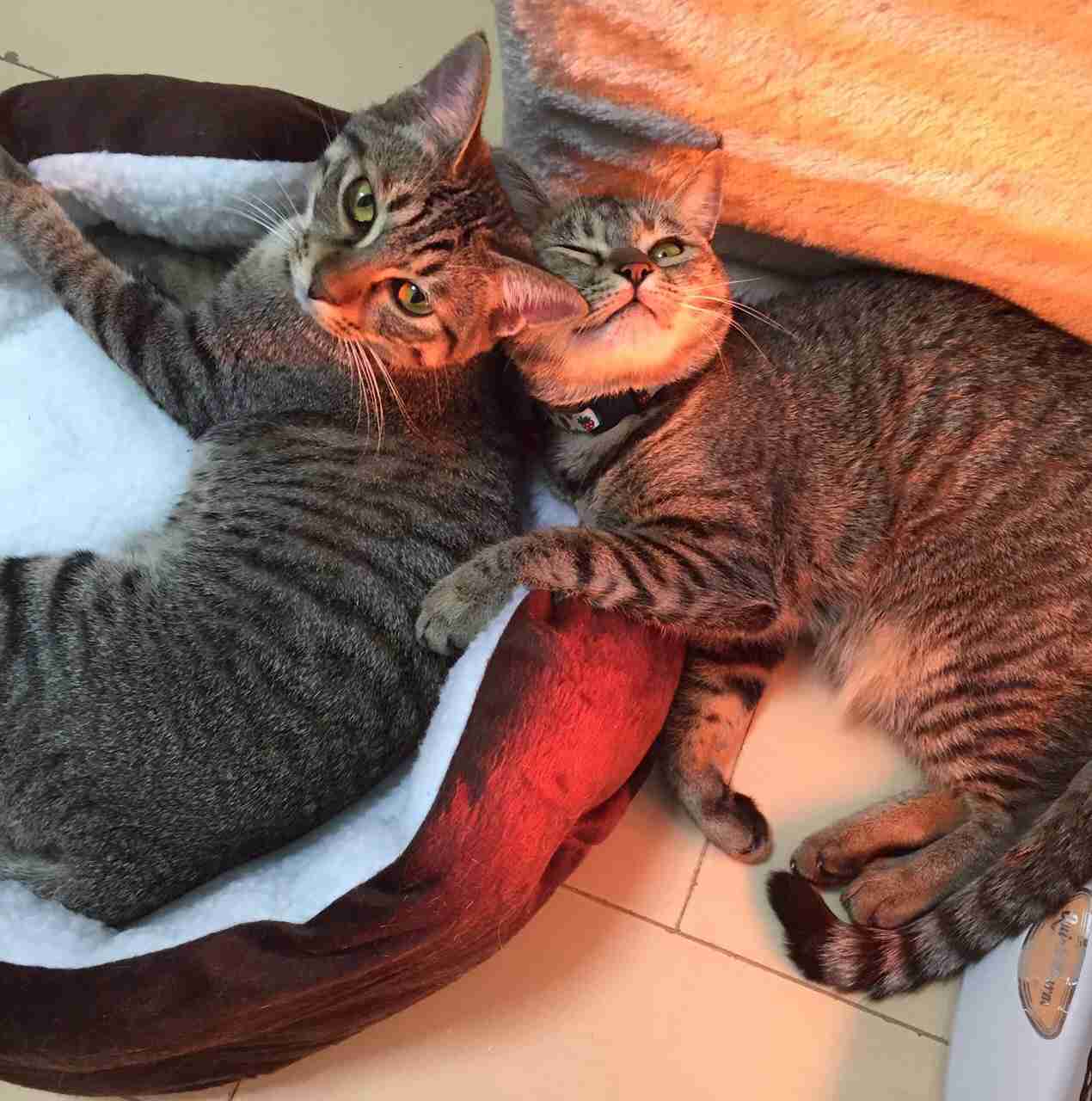 がるちゃん猫カフェ46号店 開店しました♪（初めての方も大歓迎!!）