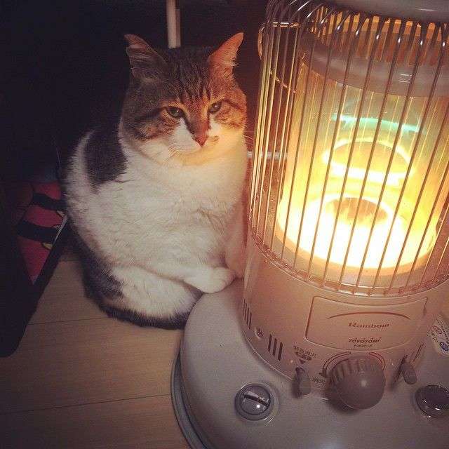 がるちゃん猫カフェ46号店 開店しました♪（初めての方も大歓迎!!）