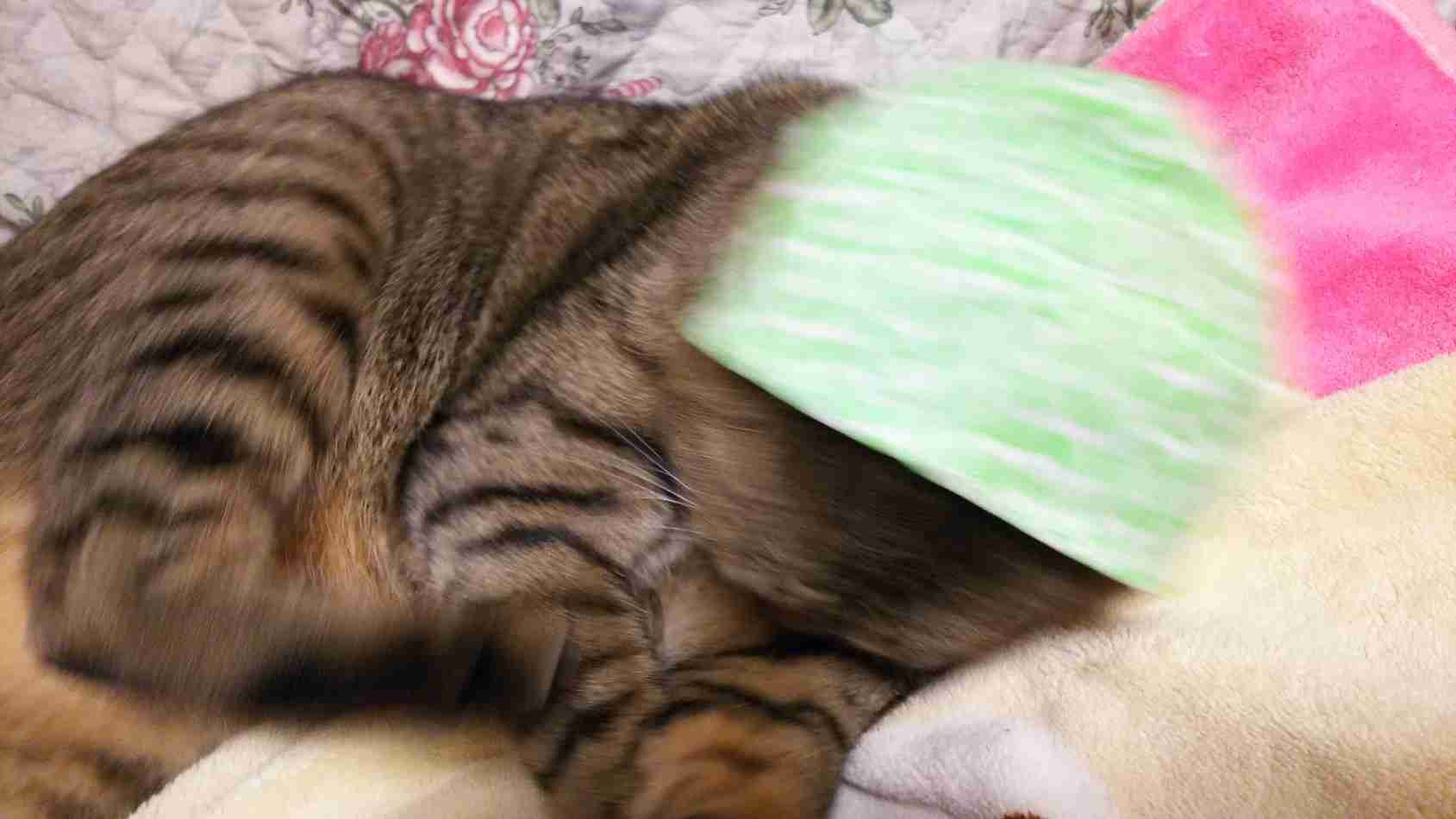 がるちゃん猫カフェ46号店 開店しました♪（初めての方も大歓迎!!）