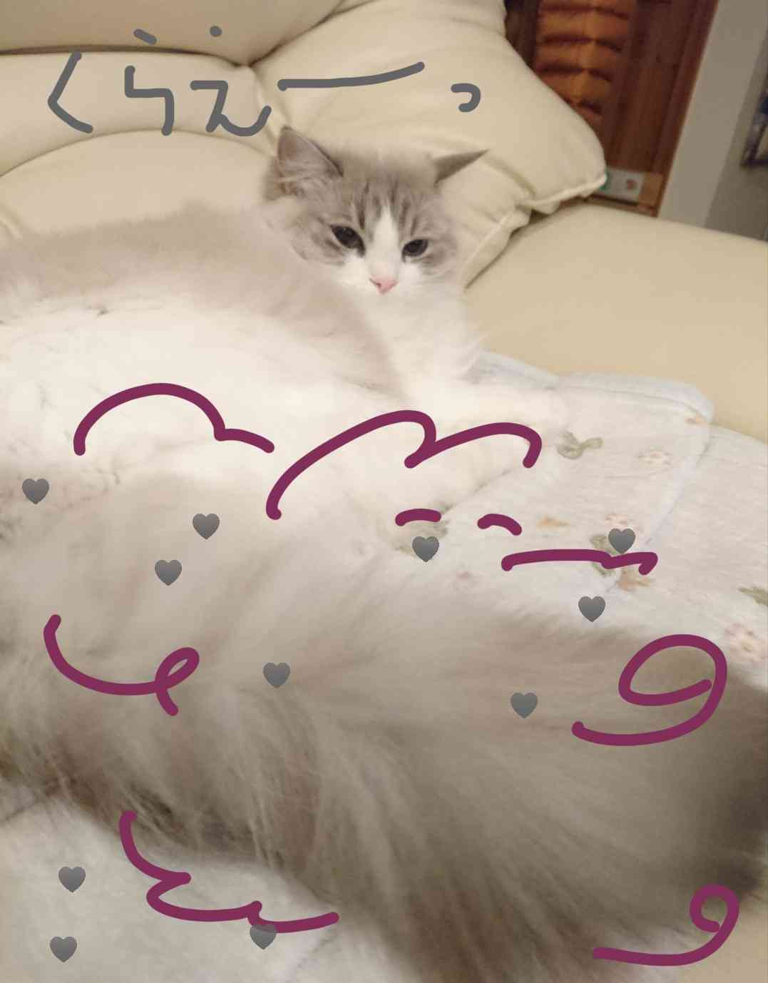 がるちゃん猫カフェ46号店 開店しました♪（初めての方も大歓迎!!）