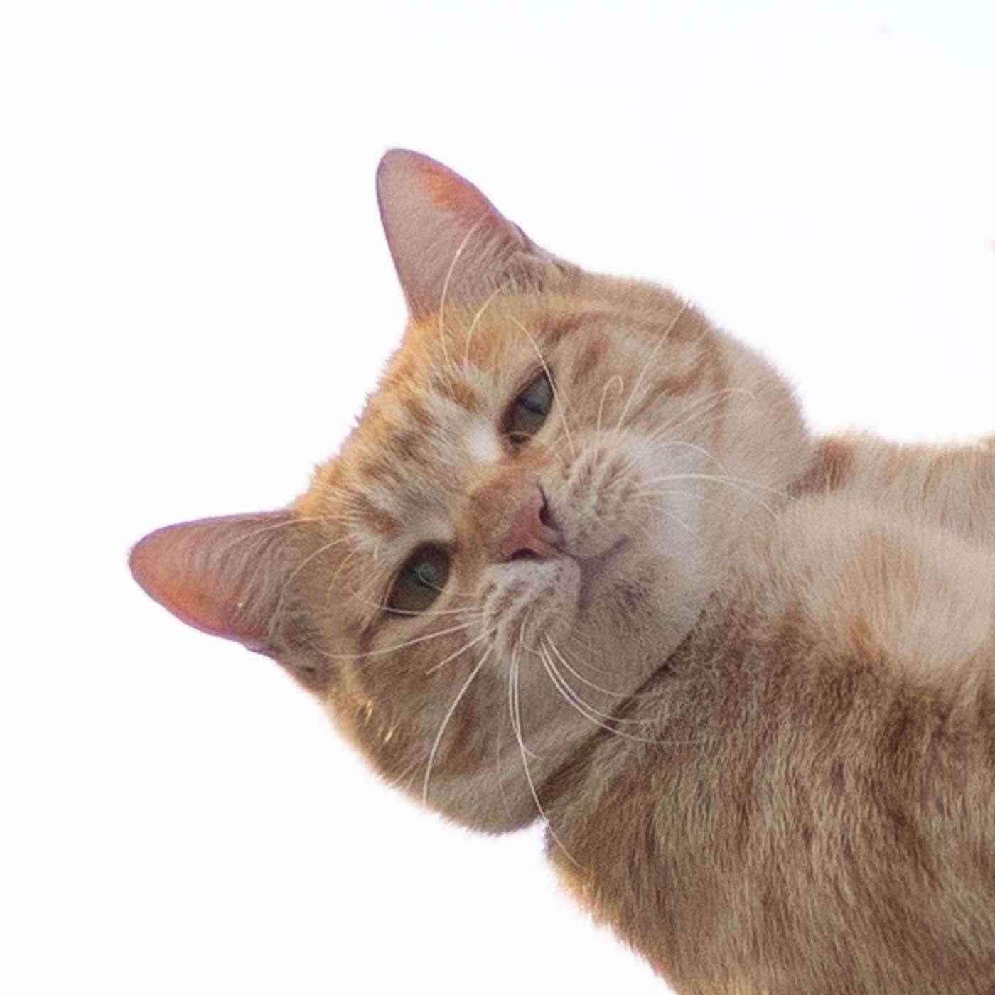 がるちゃん猫カフェ46号店 開店しました♪（初めての方も大歓迎!!）