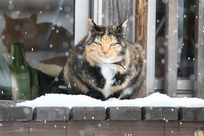がるちゃん猫カフェ46号店 開店しました♪（初めての方も大歓迎!!）