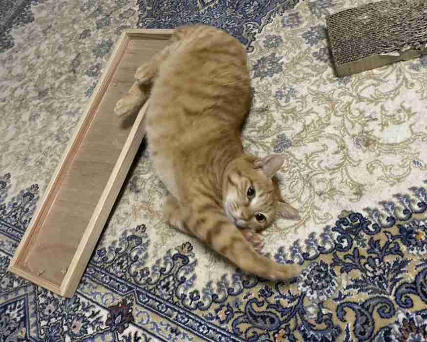 がるちゃん猫カフェ46号店 開店しました♪（初めての方も大歓迎!!）