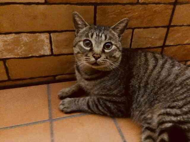 がるちゃん猫カフェ46号店 開店しました♪（初めての方も大歓迎!!）