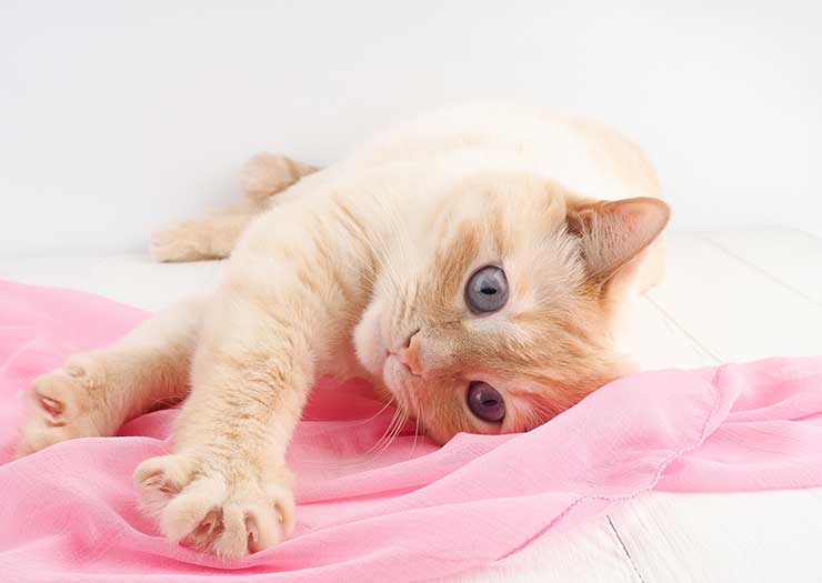 がるちゃん猫カフェ46号店 開店しました♪（初めての方も大歓迎!!）