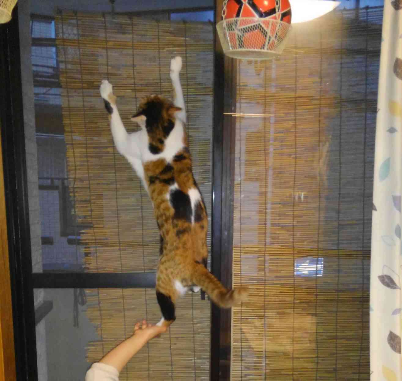 がるちゃん猫カフェ46号店 開店しました♪（初めての方も大歓迎!!）